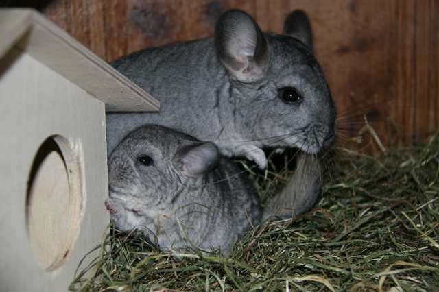 Neuer Chinchillanachwuchs ist da!